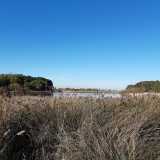 Qua e l� si ergono poi fitti canneti di Phragmites australis, meglio conosciute come cannucce di palude. �Si tratta di vegetali che possono allungarsi anche di quattro metri - sottolinea la guida - e presentano al loro apice una pannocchia di colore bruno o violaceo�